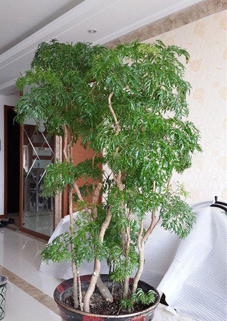 福禄桐 福禄桐