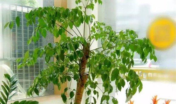 绿萝、芦荟叶子上都是灰，你还想让它净化空气，吸甲醛？