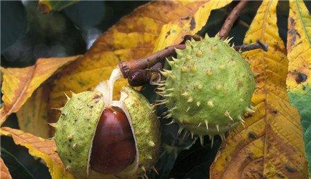 七叶树种子繁殖