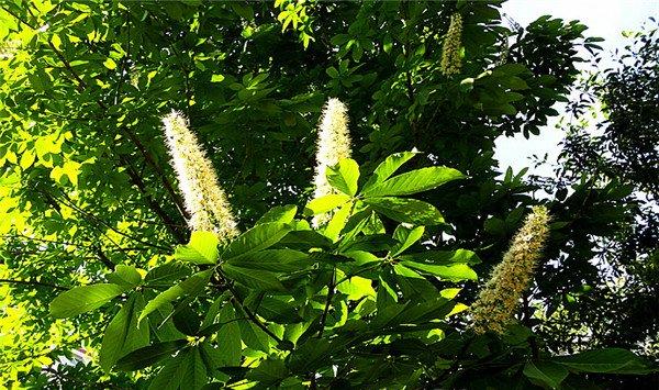 七叶树怎么繁殖