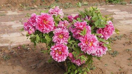 牡丹花的花期控制可以在11月 牡丹花的花期控制可以在11月