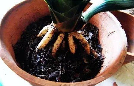 上盆 上盆