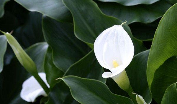 马蹄莲冬季怎么来催花