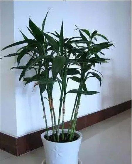 土培 土培