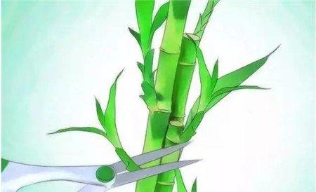 剪芽 剪芽