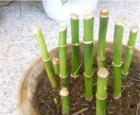 入盆