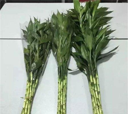 黄叶全部剪掉