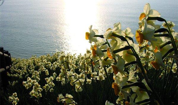 冬天你不修修剪剪，来年花怎能长得又快又好