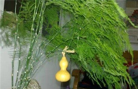 生长期文竹