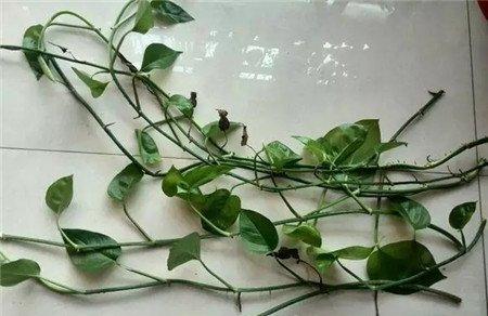 盆栽绿萝