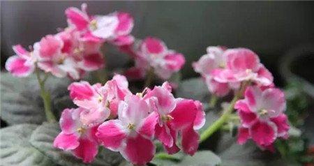 非洲堇开花技巧