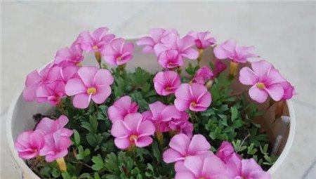 红花酢浆草