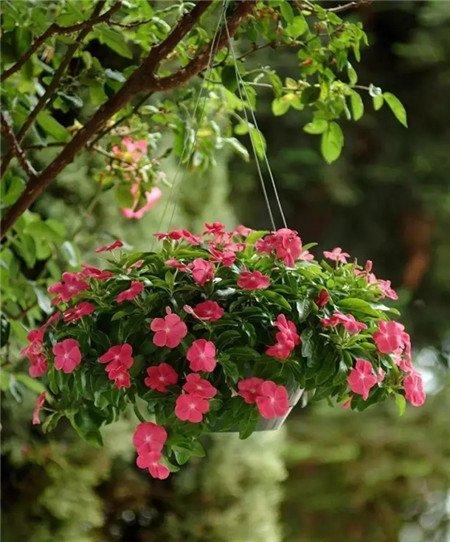 日日春开花技巧