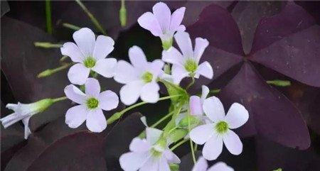 常年开花技巧