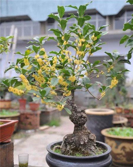 四季桂常年开花技巧