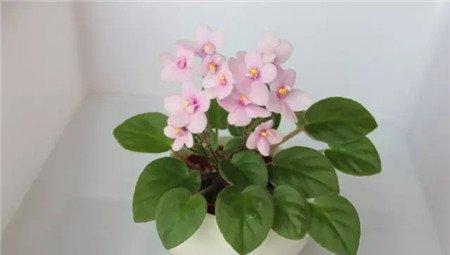 非洲堇施肥