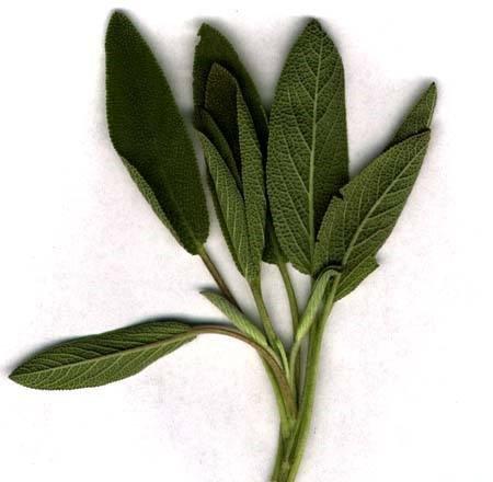 鼠尾草叶
