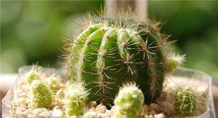 换盆后的养护 换盆后的养护