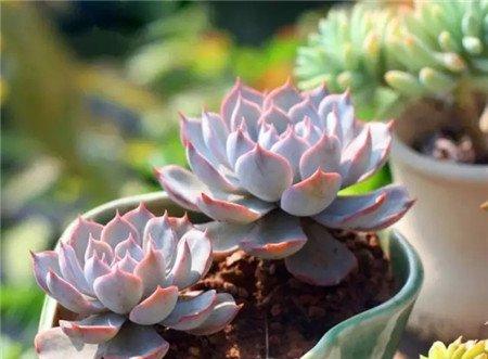 蓝石莲 蓝石莲