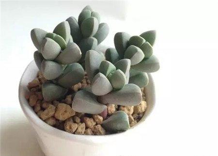 鹿角海棠 鹿角海棠