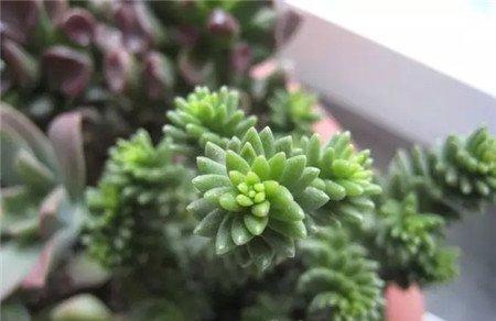 白花小松 白花小松