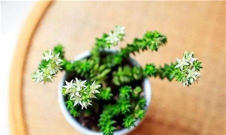 白花小松养护 白花小松养护