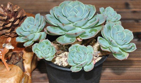 玉蝶开花吗