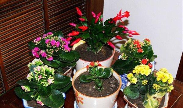 长寿花夏天怎么养