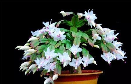 不要轻易移动花盆 不要轻易移动花盆