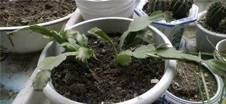 每年换盆 每年换盆