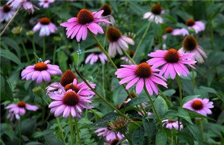 松果菊控制花期的方法