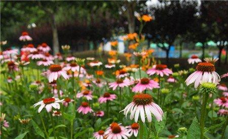 松果菊控制花期的方法