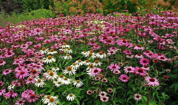 松果菊的花期控制