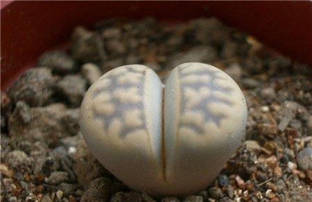 生石花的修根方法 生石花的修根方法