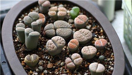 生石花需不需要修根呢 生石花需不需要修根呢