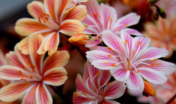 露薇花怎么繁殖