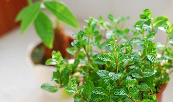 薄荷换盆及其注意事项
