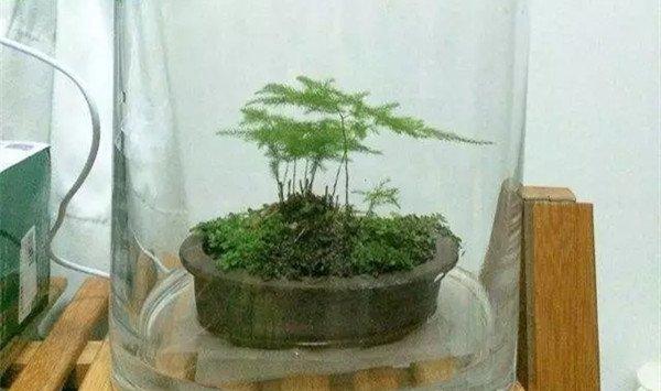 快死的发财树绿萝，老园丁一招就能起死回生！
