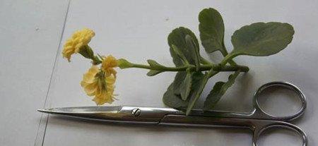 长寿花嫁接的养护 长寿花嫁接的养护
