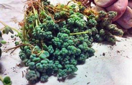 姬星美人的分株繁殖