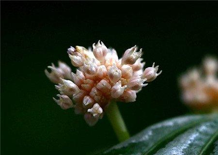 冷水花开花图片