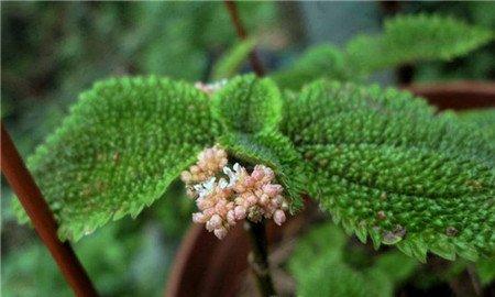 冷水花会开花吗