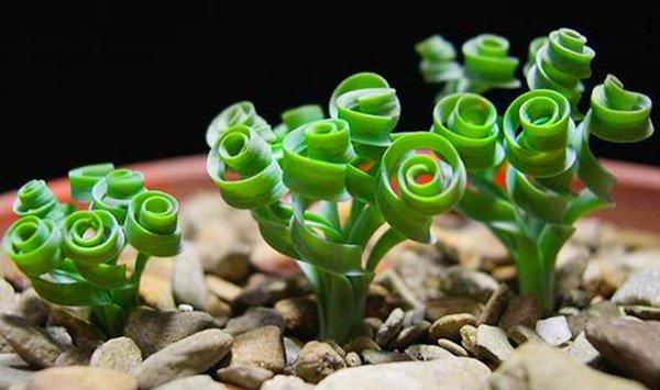 弹簧草的家居摆放