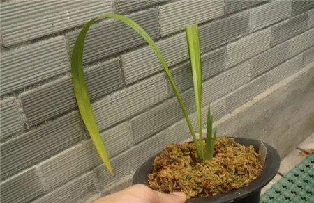 上盆生根 上盆生根