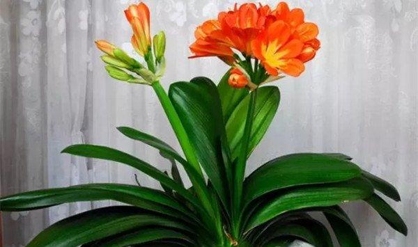 好看好养几乎不死，新年就养这些花