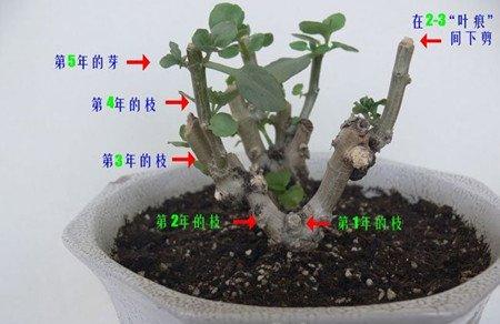长寿花修剪方法图片 长寿花修剪方法图片