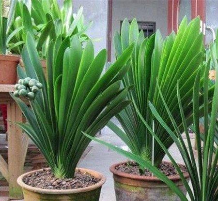 浇水施肥 浇水施肥