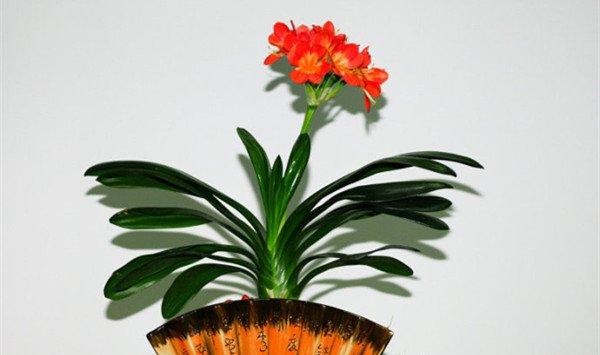 君子兰春季养护方法