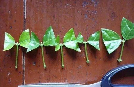 茎插 茎插
