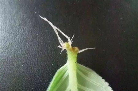 植物叶插——以大岩桐为例 植物叶插——以大岩桐为例